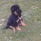 Deutscher Schäferhund Welpen - Hündin