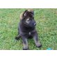 Deutscher Schäferhund Welpen - Hündin