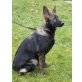 Deutscher Schäferhund Welpen - Hündin