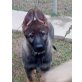 Deutscher Schäferhund Welpen - Hündin