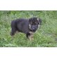 Deutscher Schäferhund Welpen - Hündin