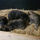 Deutscher Schäferhund Welpen - Hündin
