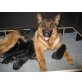 Deutscher Schäferhund Welpen - Hündin