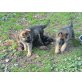 Deutscher Schäferhund Welpen - Hündin