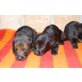 Deutscher Schäferhund Welpen - Hündin