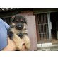 Deutscher Schäferhund Welpen - Hündin