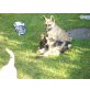 Deutscher Schäferhund Welpen - Hündin
