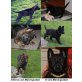 Deutscher Schäferhund Welpen - Hündin
