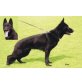Deutscher Schäferhund Welpen - Rüde