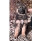 Deutscher Schäferhund Welpen - Rüde