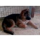 Deutscher Schäferhund Welpen - Rüde