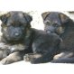 Deutscher Schäferhund Welpen - Rüde