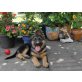 Deutscher Schäferhund Welpen - Rüde