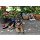 Deutscher Schäferhund Welpen - Rüde