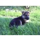 Deutscher Schäferhund Welpen - Rüde
