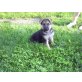 Deutscher Schäferhund Welpen - Rüde