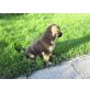 Deutscher Schäferhund Welpen - Rüde
