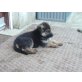 Deutscher Schäferhund Welpen - Rüde