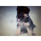 Deutscher Schäferhund Welpen - Rüde