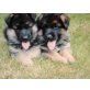 Deutscher Schäferhund Welpen - Rüde