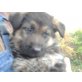 Deutscher Schäferhund Welpen - Rüde