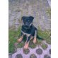 Deutscher Schäferhund Welpen - Rüde