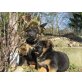 Deutscher Schäferhund Welpen - Rüde