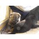 Deutscher Schäferhund Welpen - Rüde