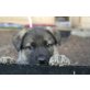 Deutscher Schäferhund Welpen - Rüde