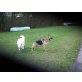Deutscher Schäferhund Welpen - Rüde