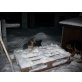Deutscher Schäferhund Welpen - Rüde