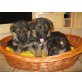 Deutscher Schäferhund Welpen - Rüde
