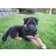 Deutscher Schäferhund Welpen - Rüde
