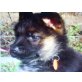 Deutscher Schäferhund Welpen - Rüde