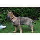 Deutscher Schäferhund Welpen - Rüde