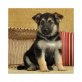 Deutscher Schäferhund Welpen - Rüde