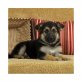 Deutscher Schäferhund Welpen - Rüde