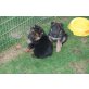 Deutscher Schäferhund Welpen - Rüde