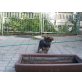 Deutscher Schäferhund Welpen - Rüde
