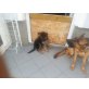 Deutscher Schäferhund Welpen - Rüde