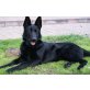 Deutscher Schäferhund Welpen - Rüde