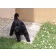 Deutscher Schäferhund Welpen - Rüde