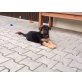 Deutscher Schäferhund Welpen - Rüde