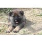 Deutscher Schäferhund Welpen - Rüde