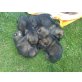 Deutscher Schäferhund Welpen - Rüde