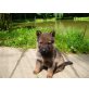 Deutscher Schäferhund Welpen - Rüde