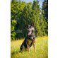 Deutscher Schäferhund Welpen - Rüde