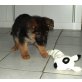 Deutscher Schäferhund Welpen - Rüde