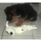 Deutscher Schäferhund Welpen - Rüde