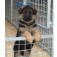 Deutscher Schäferhund Welpen - Rüde